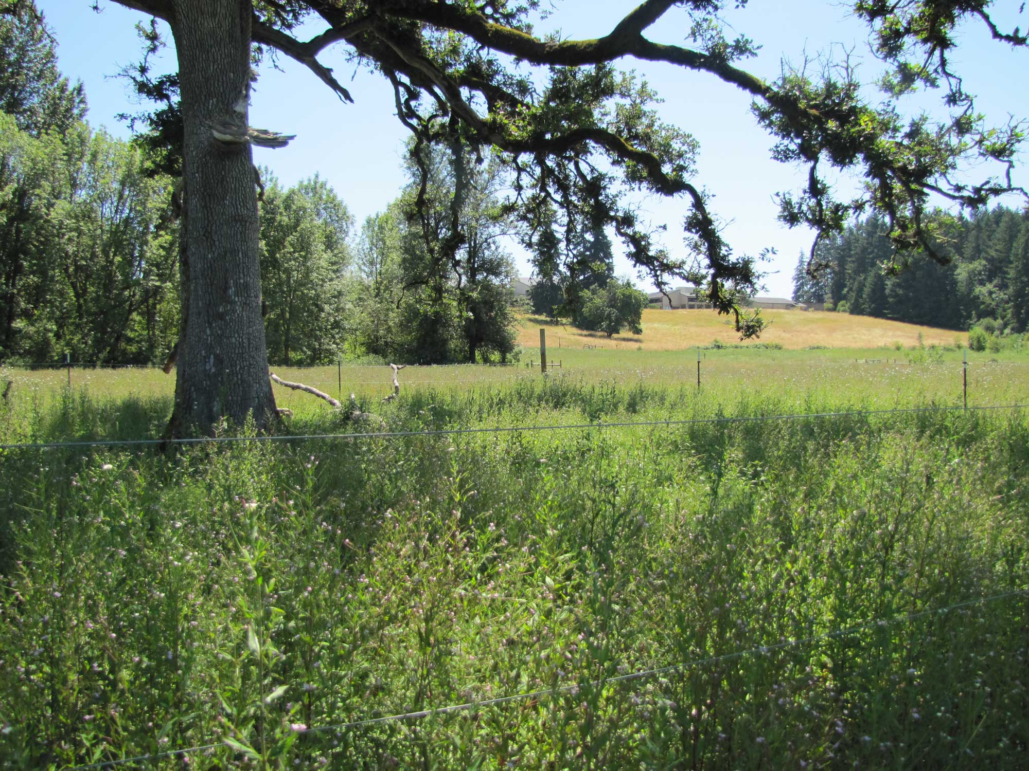 Summer 2017 Photopoint 13C