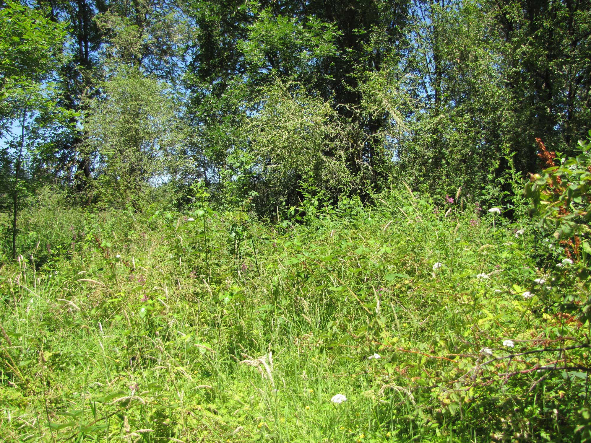 Summer 2017 Photopoint 14A