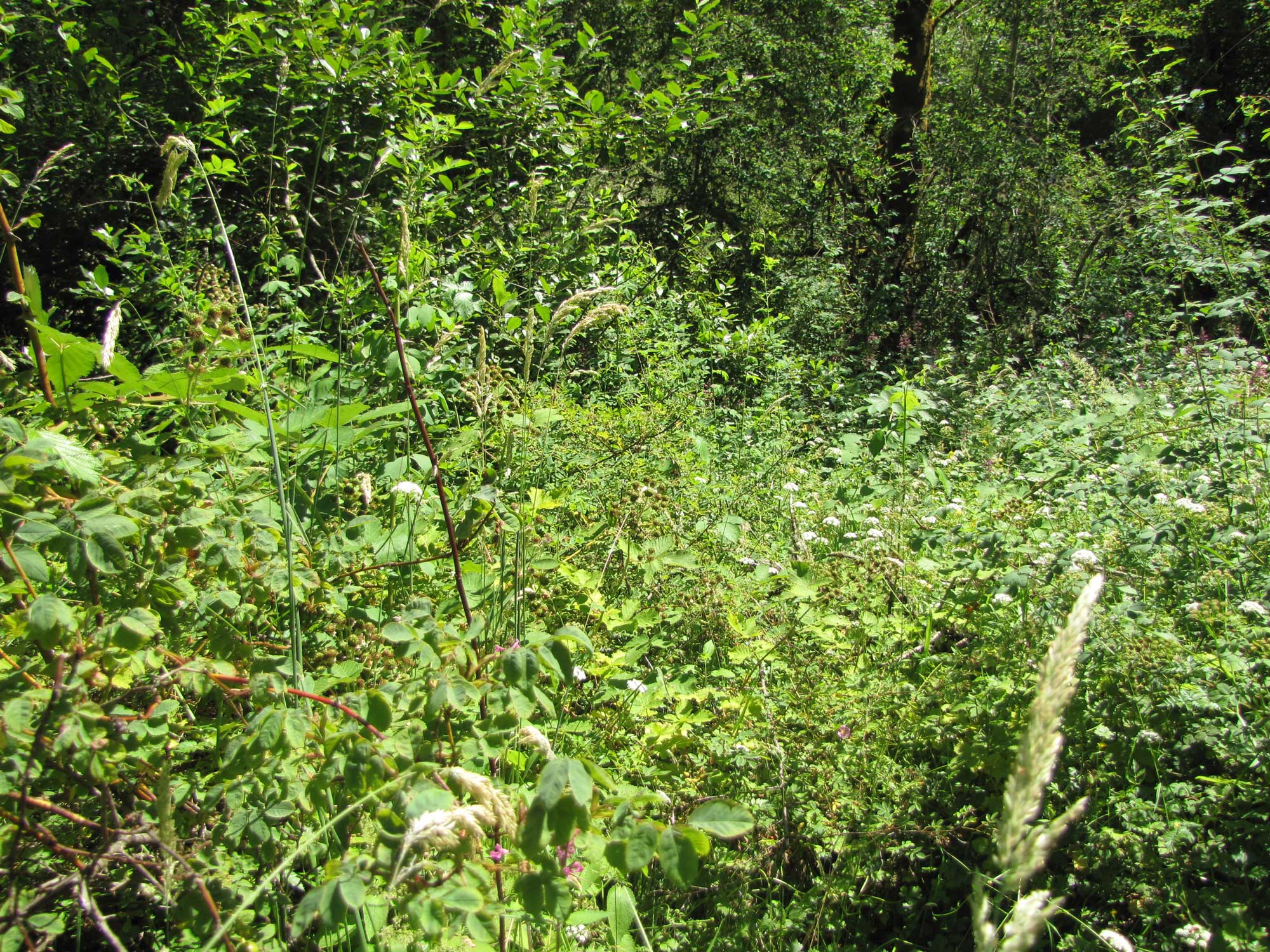 Summer 2017 Photopoint 14B