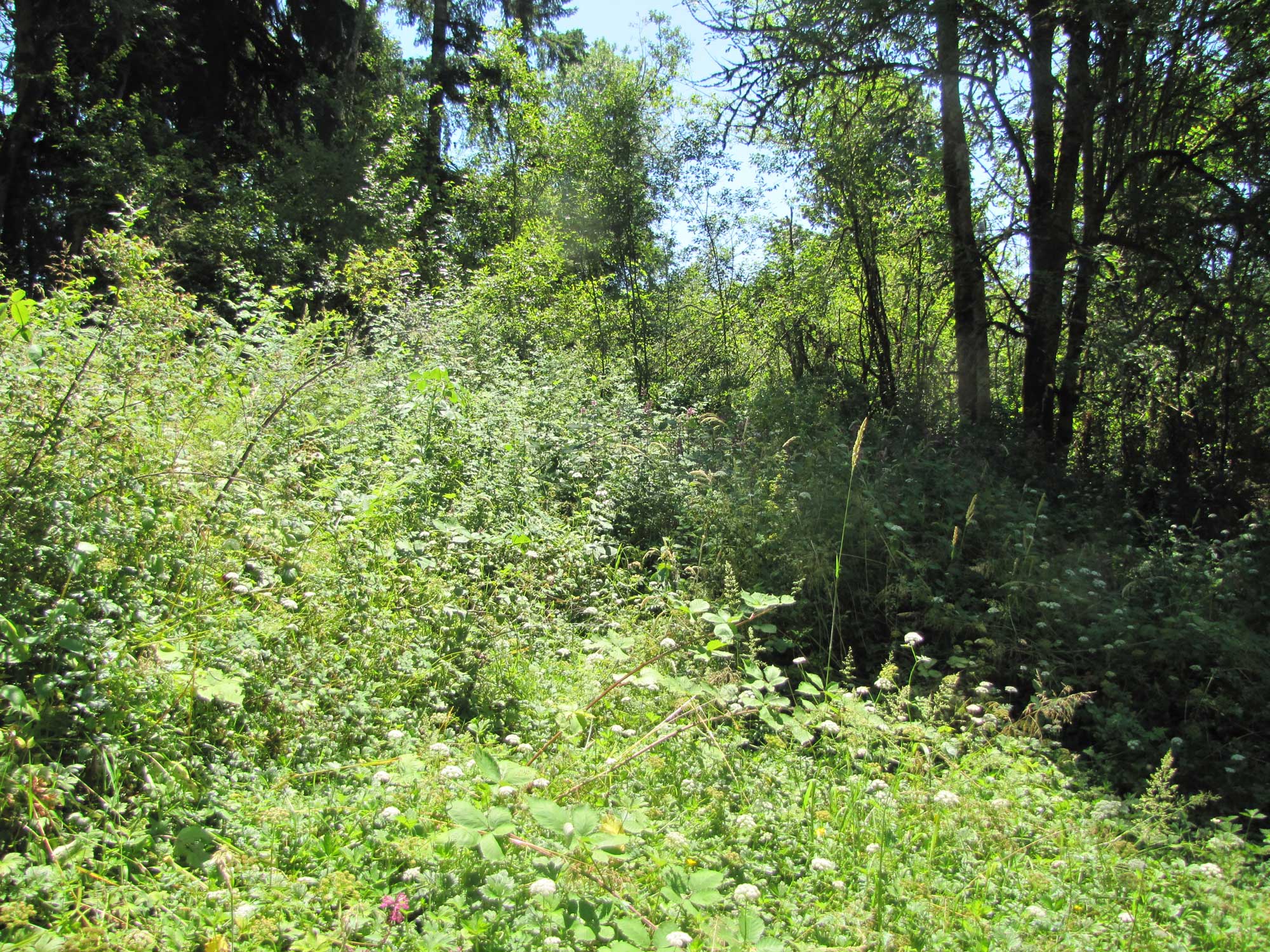 Summer 2017 Photopoint 14C