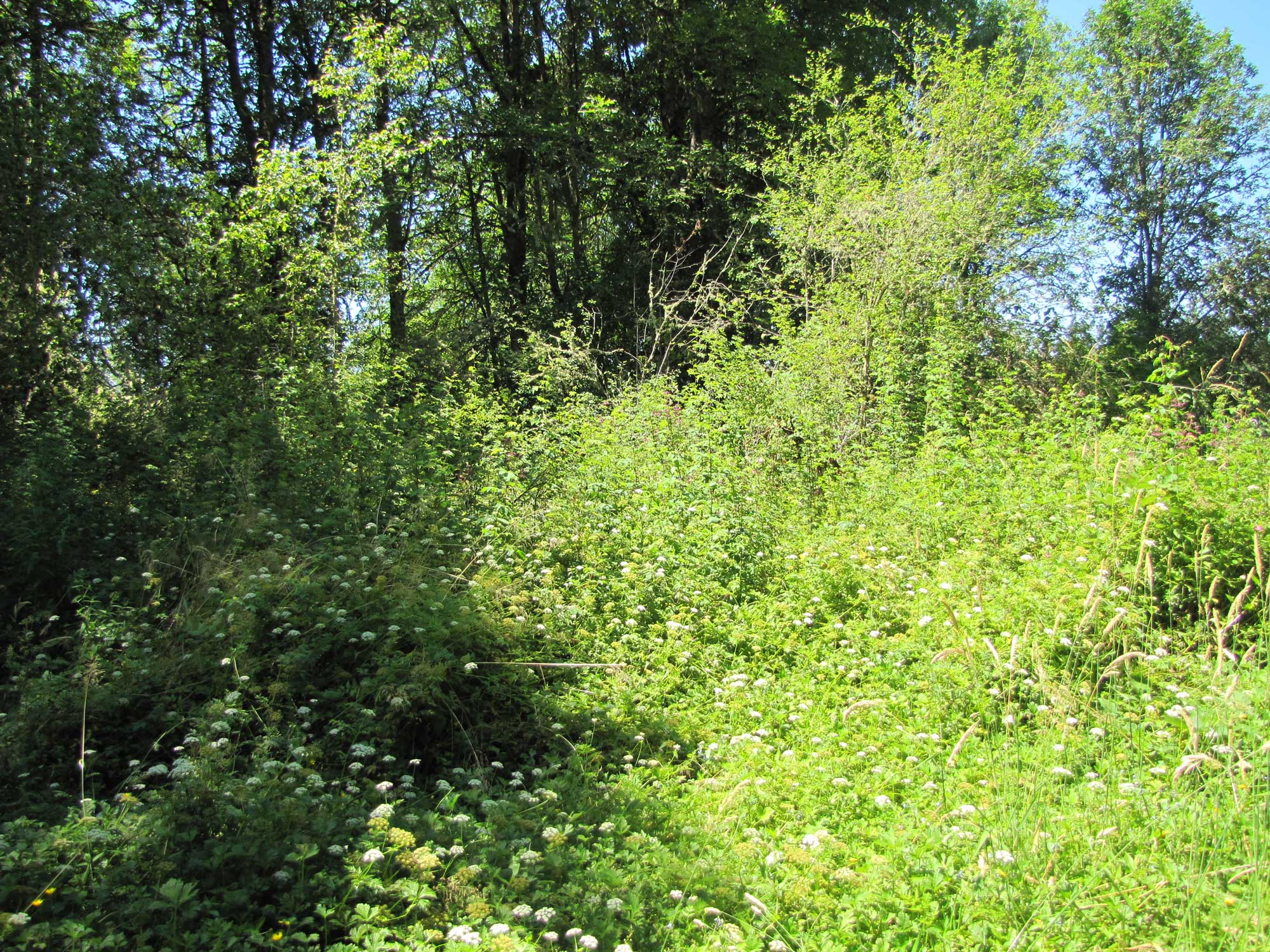 Summer 2017 Photopoint 14D