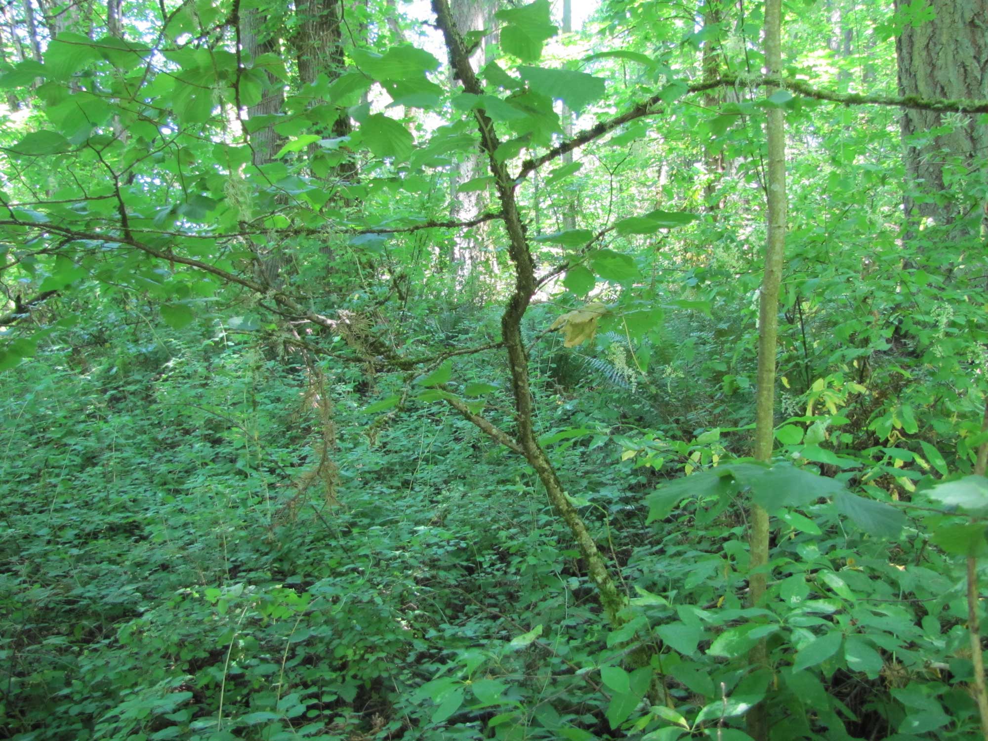 Summer 2017 Photopoint 15A