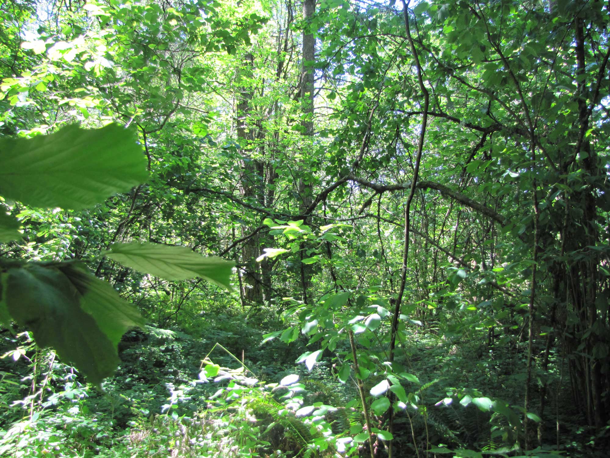 Summer 2017 Photopoint 15B