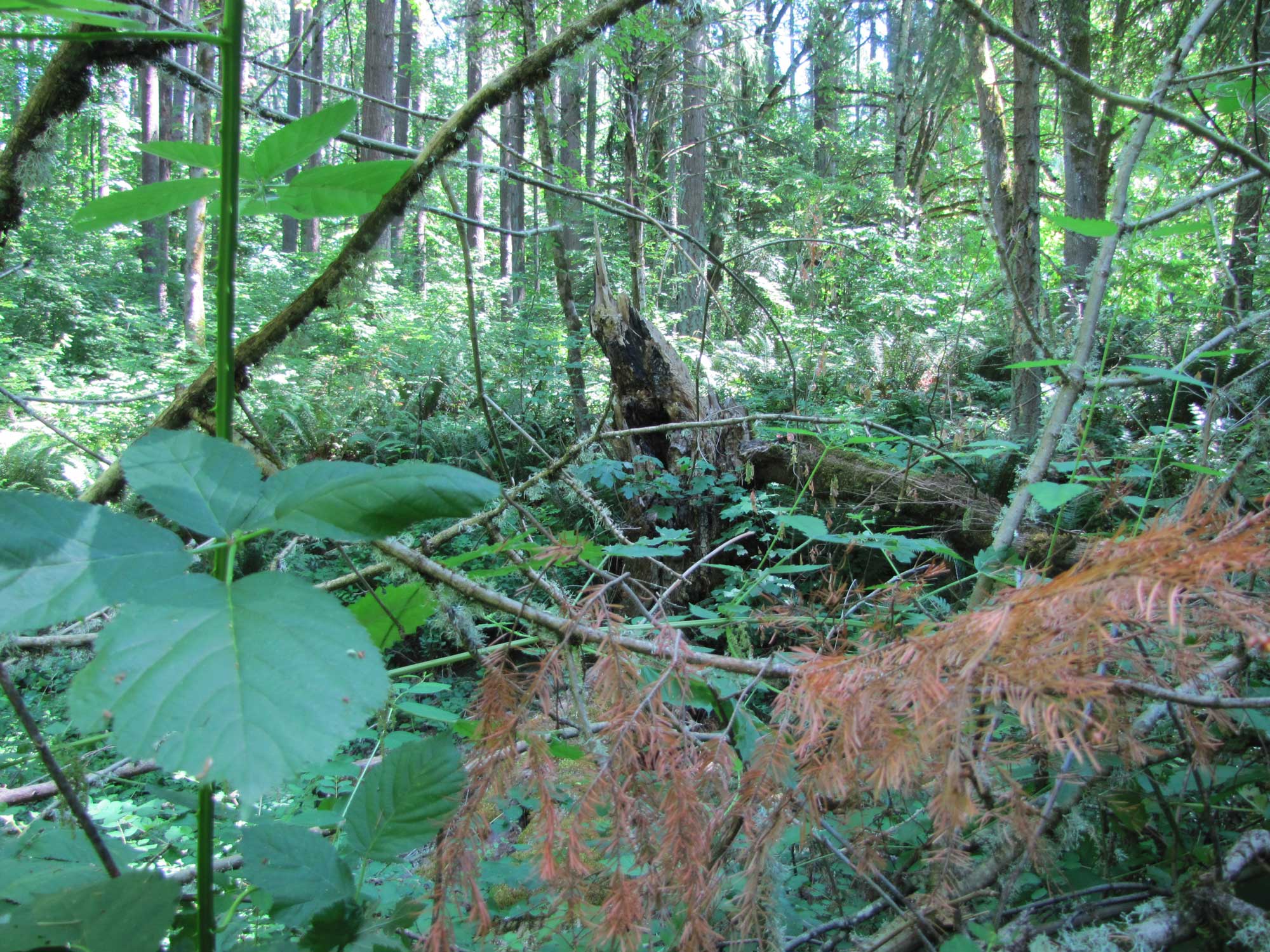 Summer 2017 Photopoint 16A