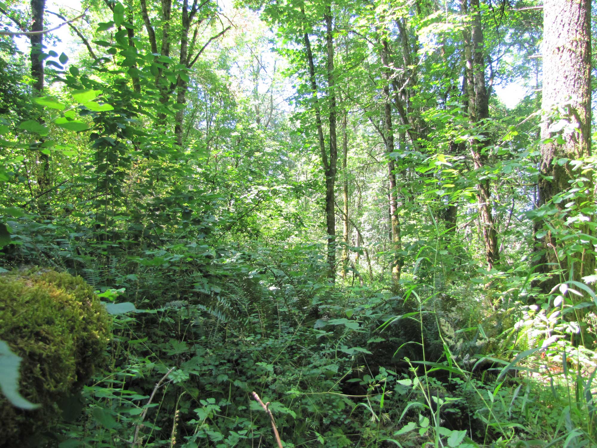 Summer 2017 Photopoint 16B