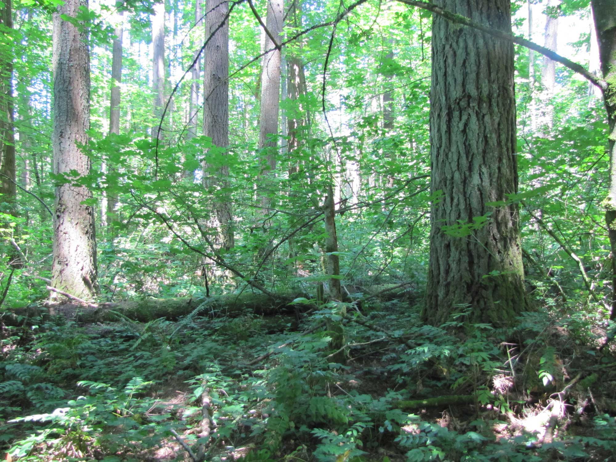 Summer 2017 Photopoint 17A