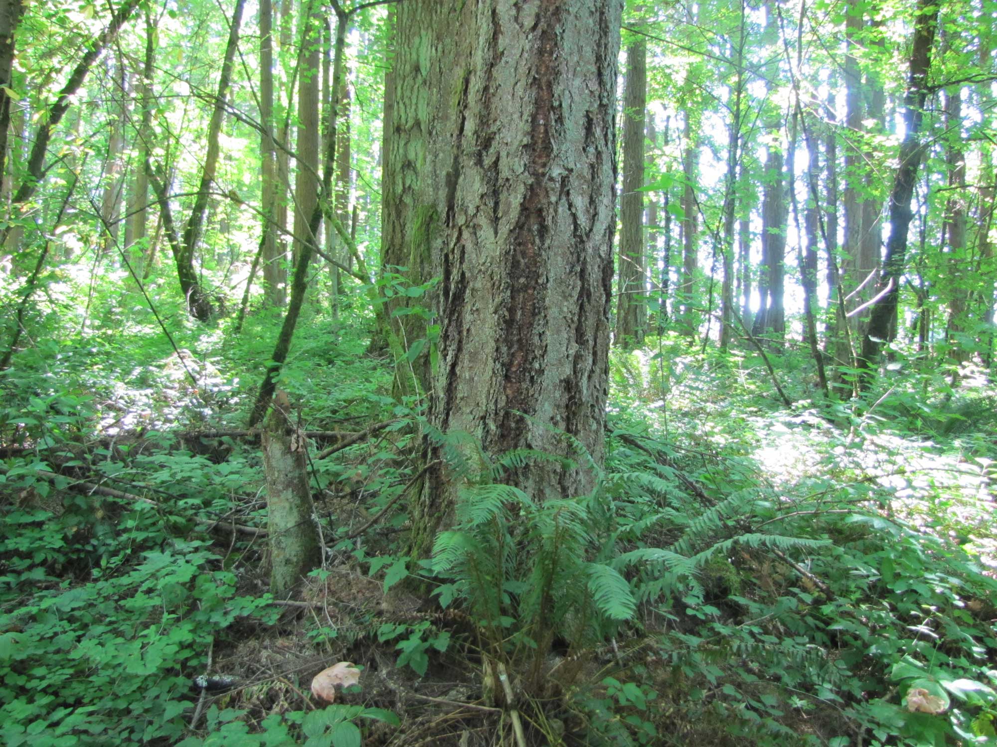 Summer 2017 Photopoint 17B