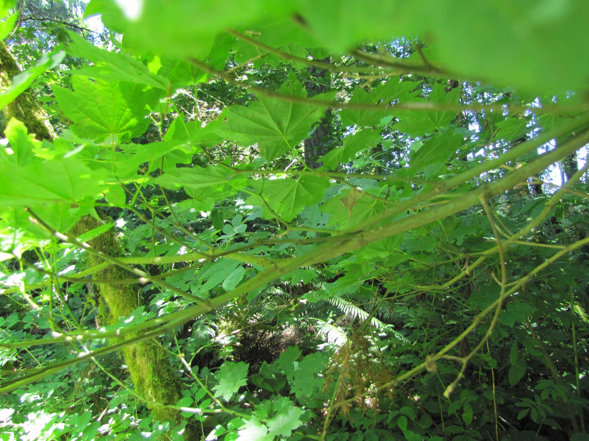 Summer 2017 Photopoint 18A