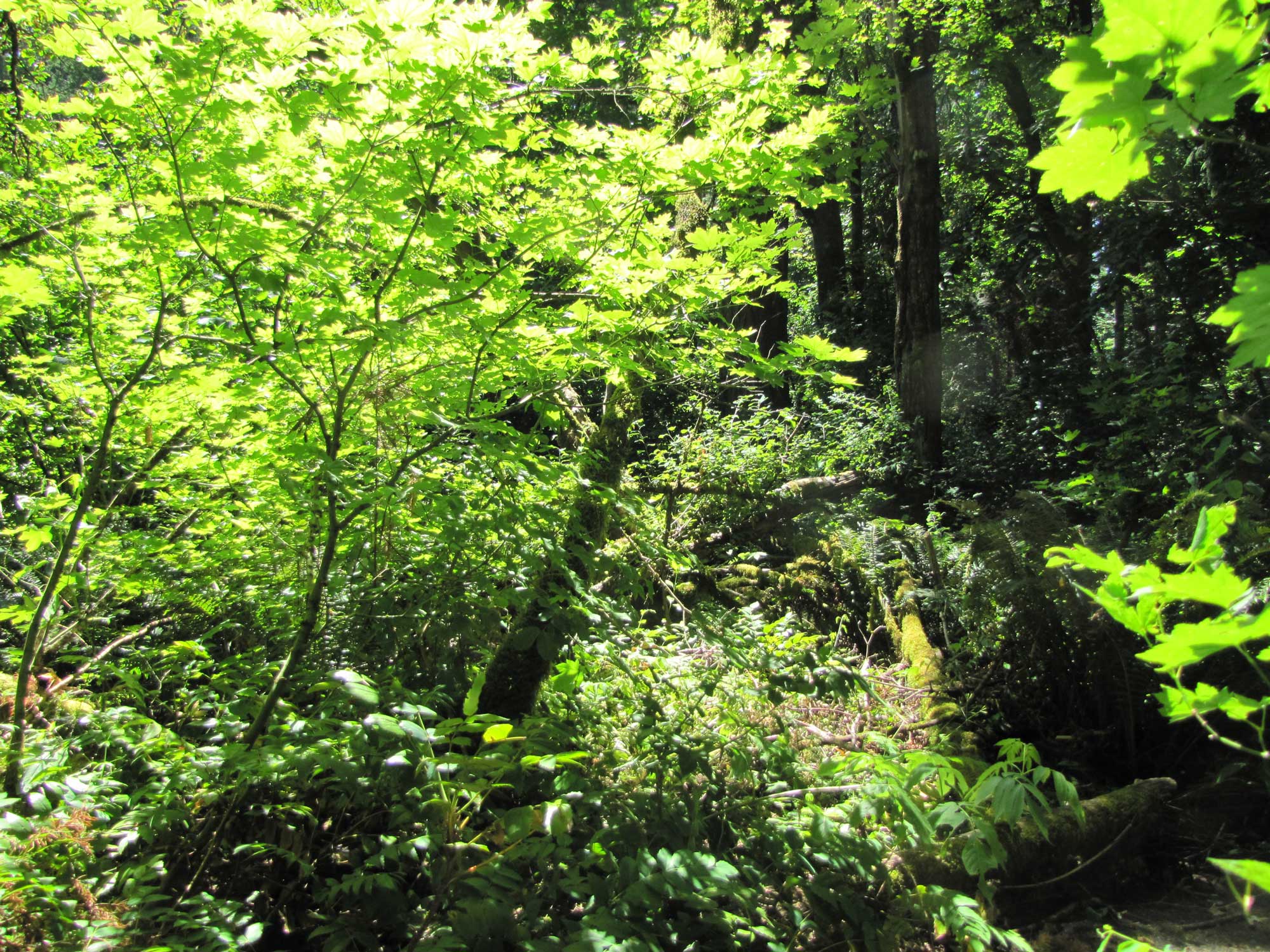 Summer 2017 Photopoint 18B