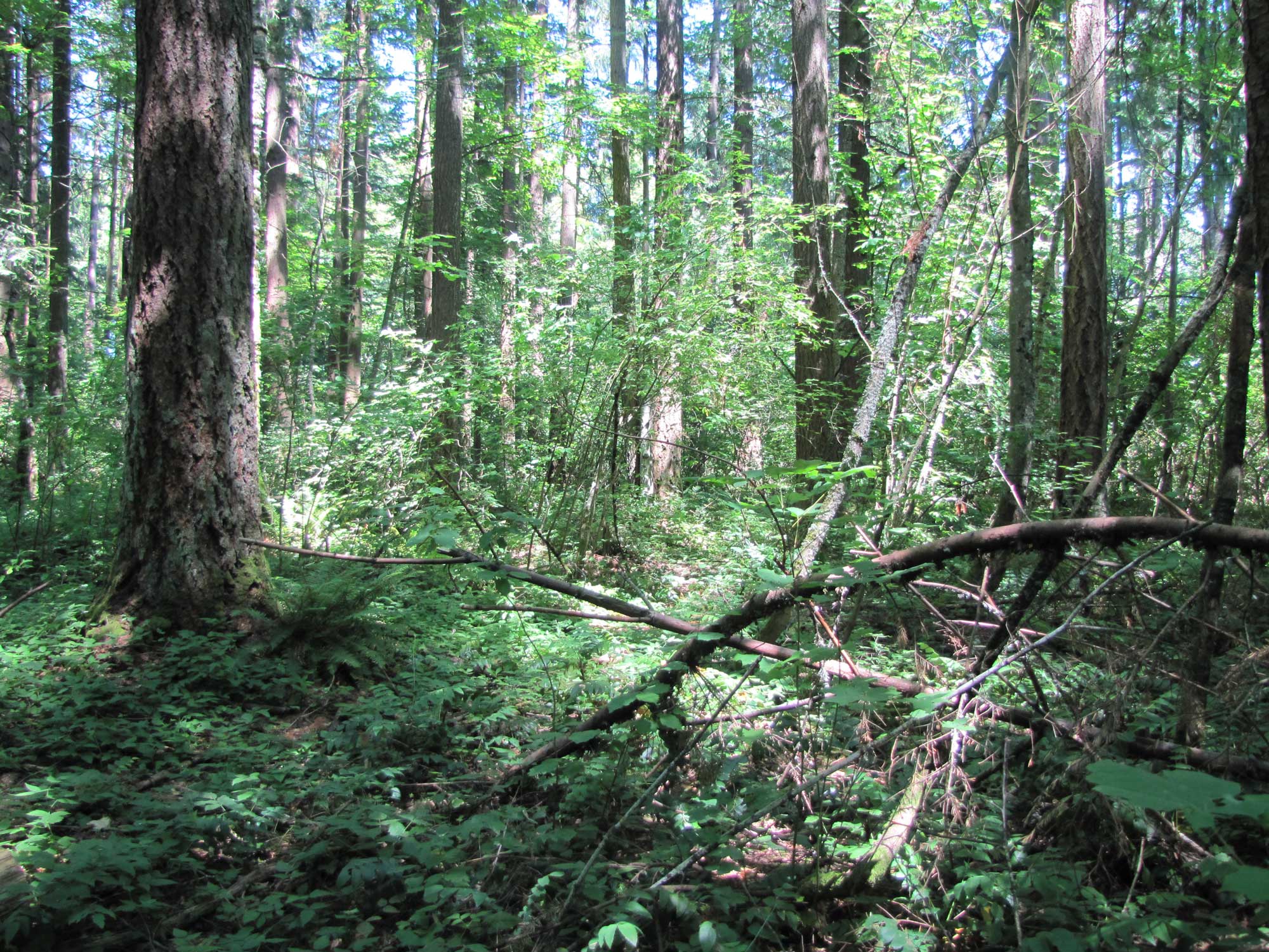 Summer 2017 Photopoint 19A