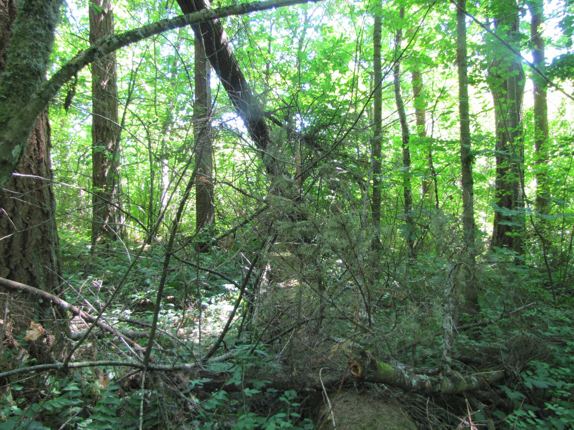 Summer 2017 Photopoint 19B