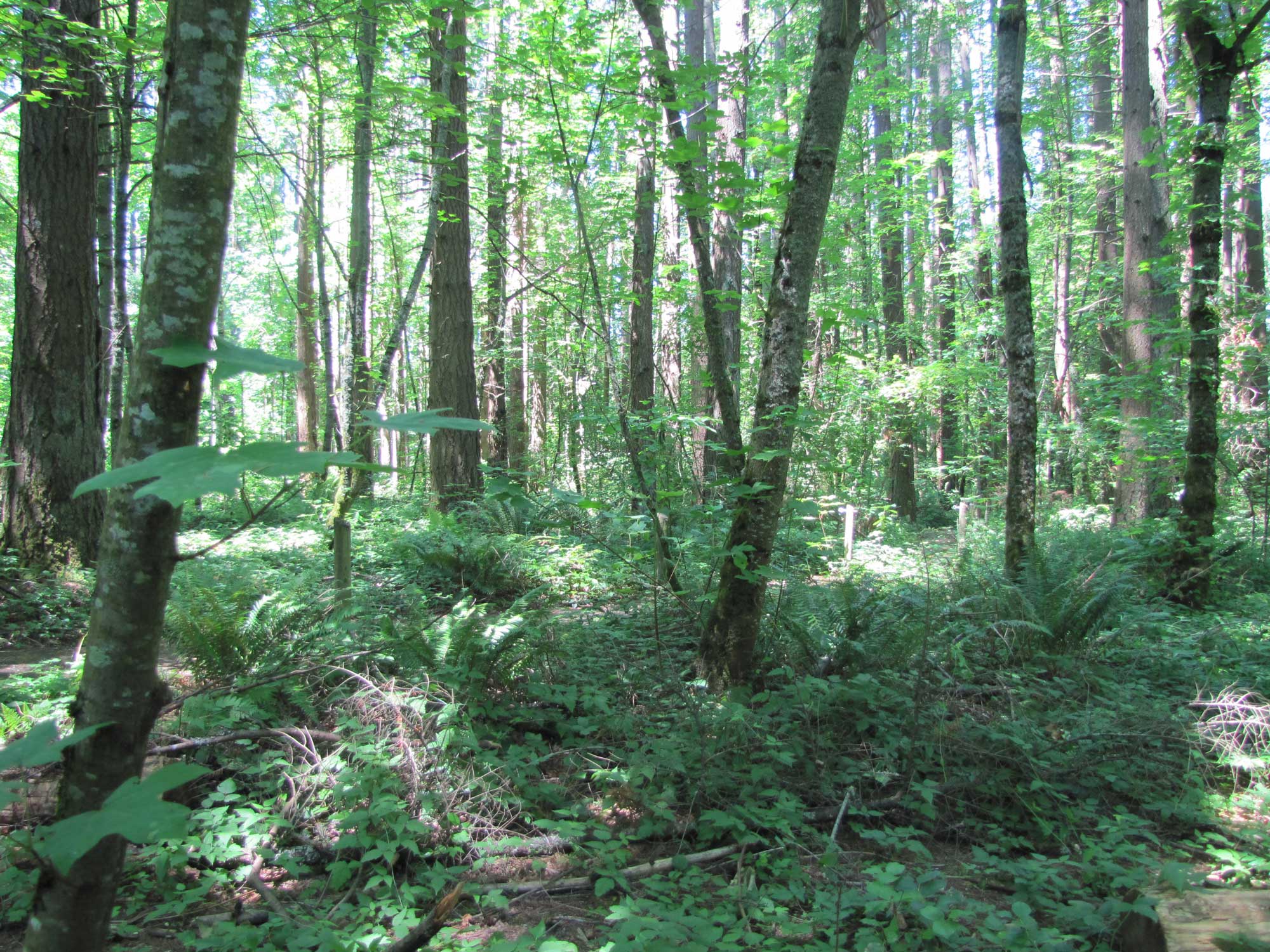 Summer 2017 Photopoint 19C