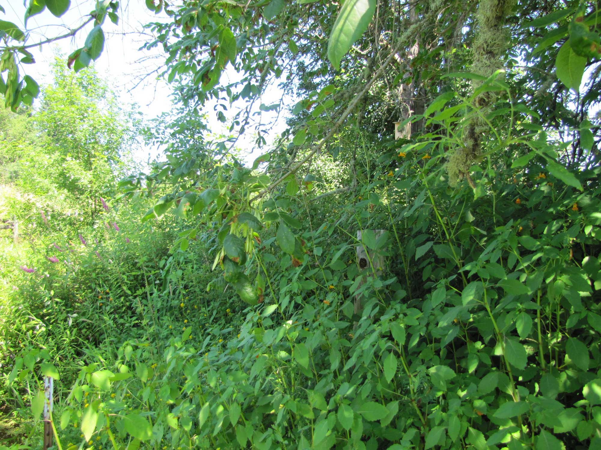 Summer 2017 Photopoint 5A