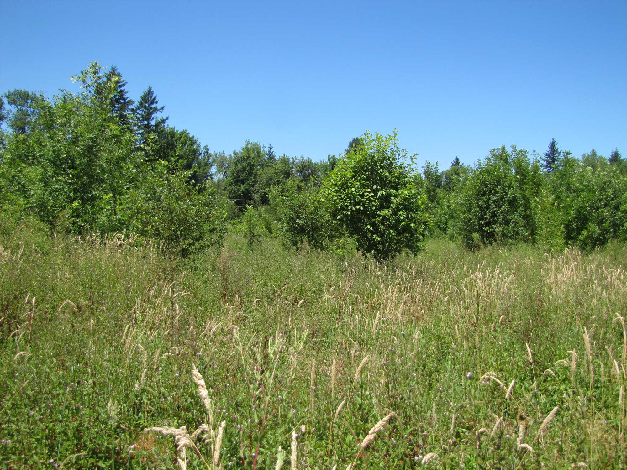 Summer 2017 Photopoint 6C