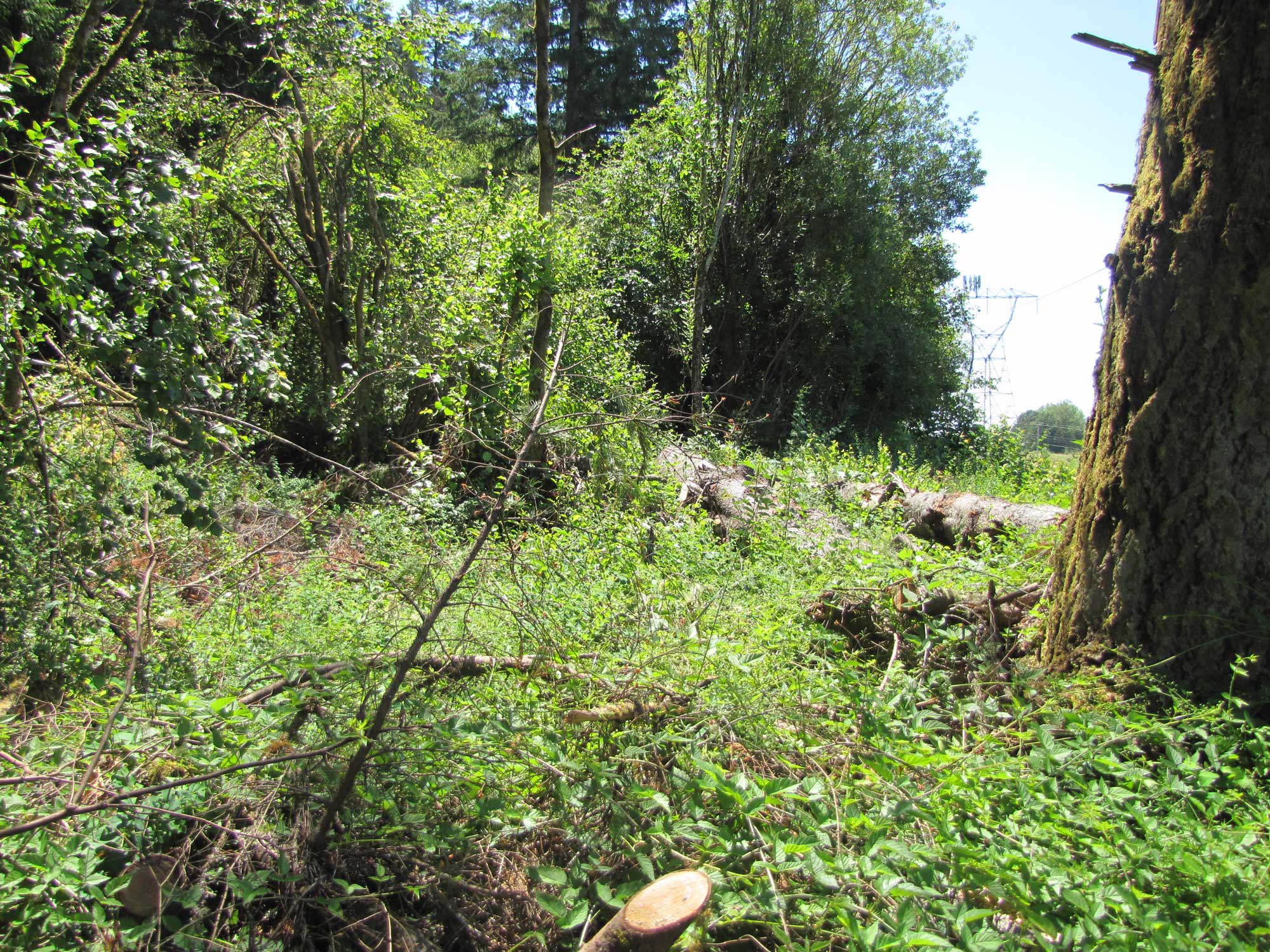 Summer 2017 Photopoint 7A