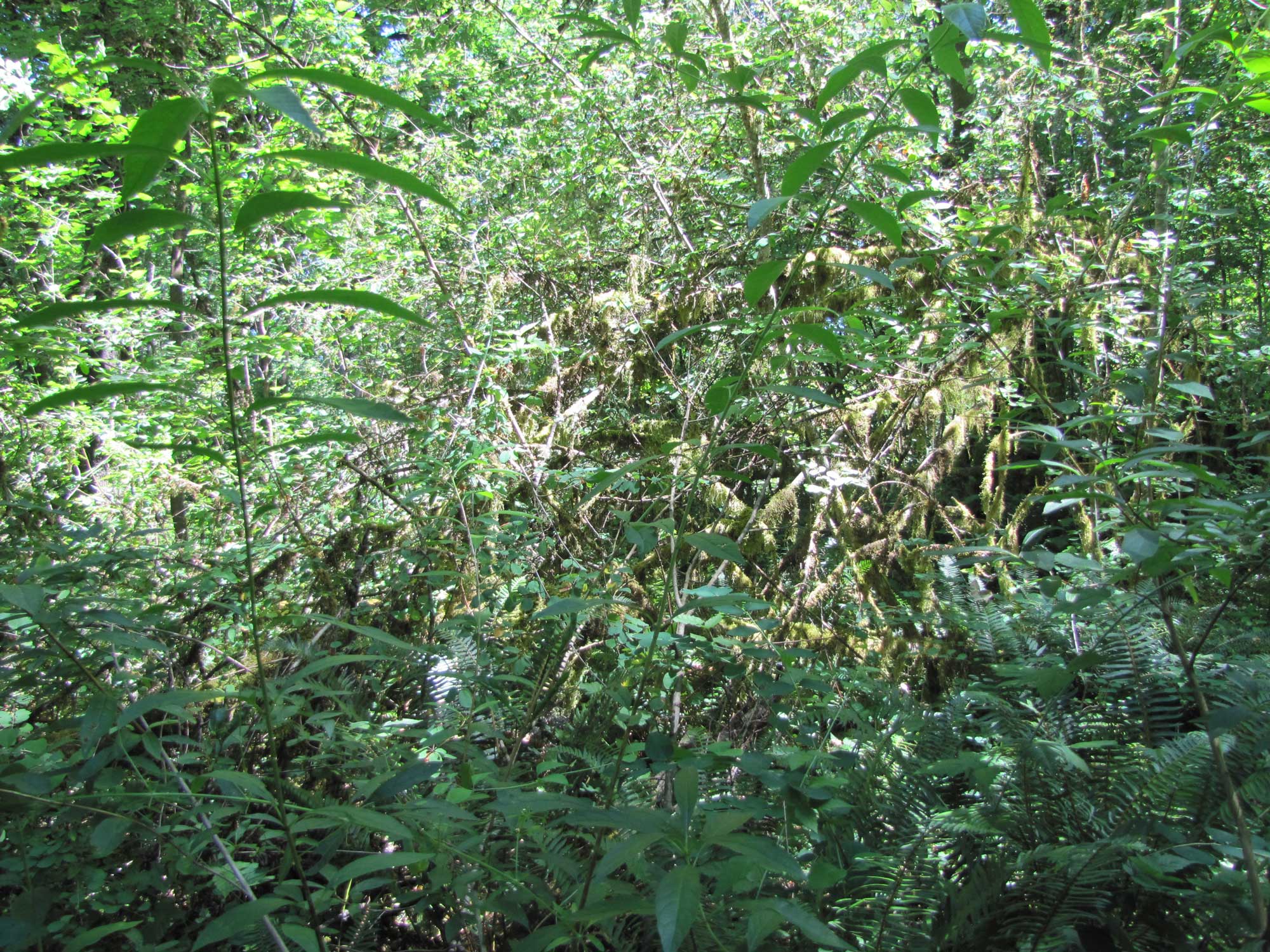 Summer 2017 Photopoint 8A