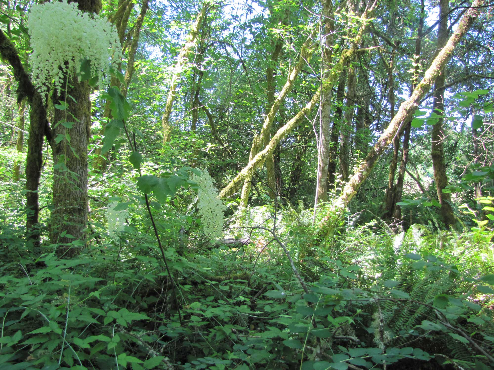 Summer 2017 Photopoint 8C