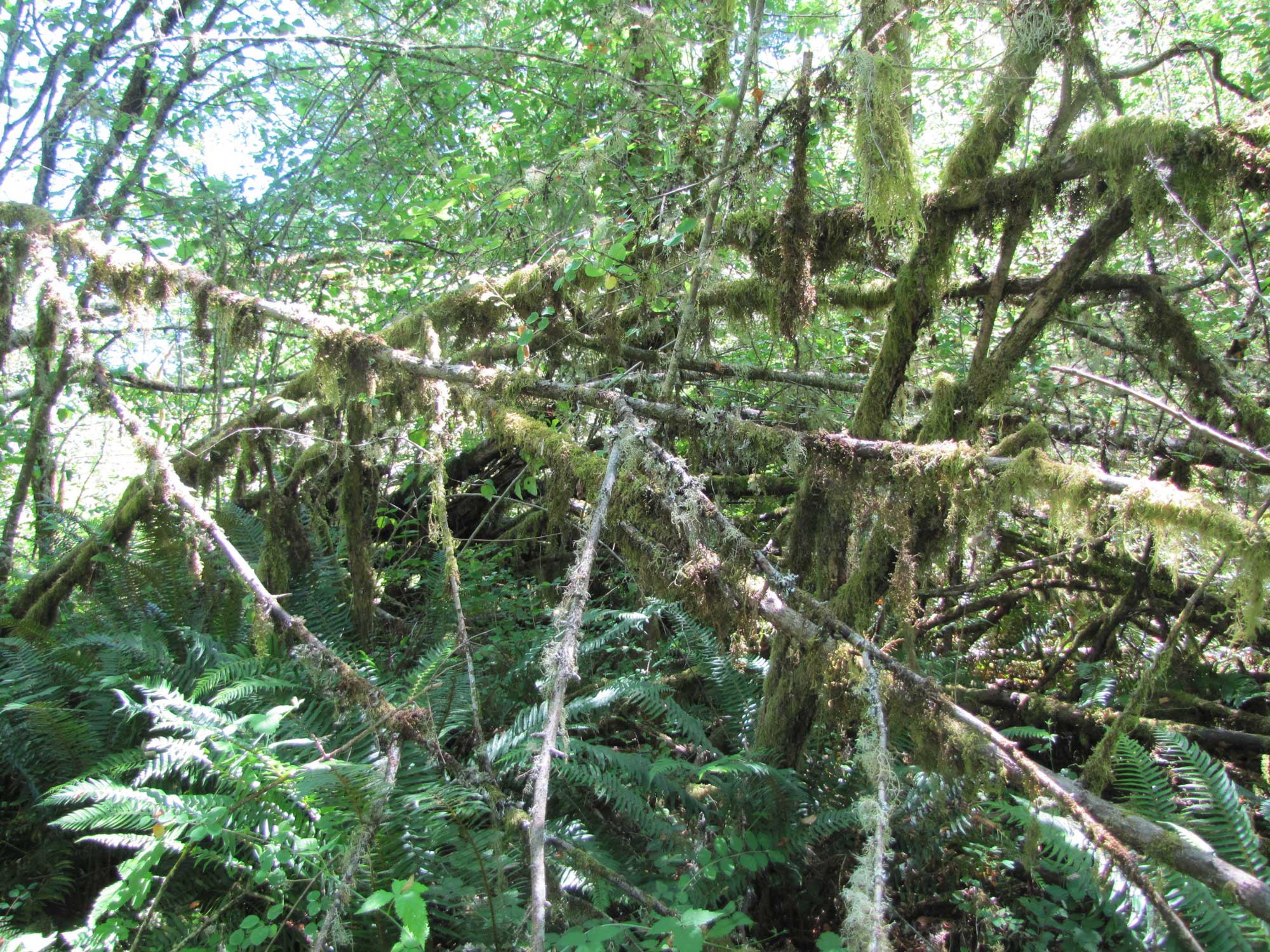 Summer 2017 Photopoint 9A