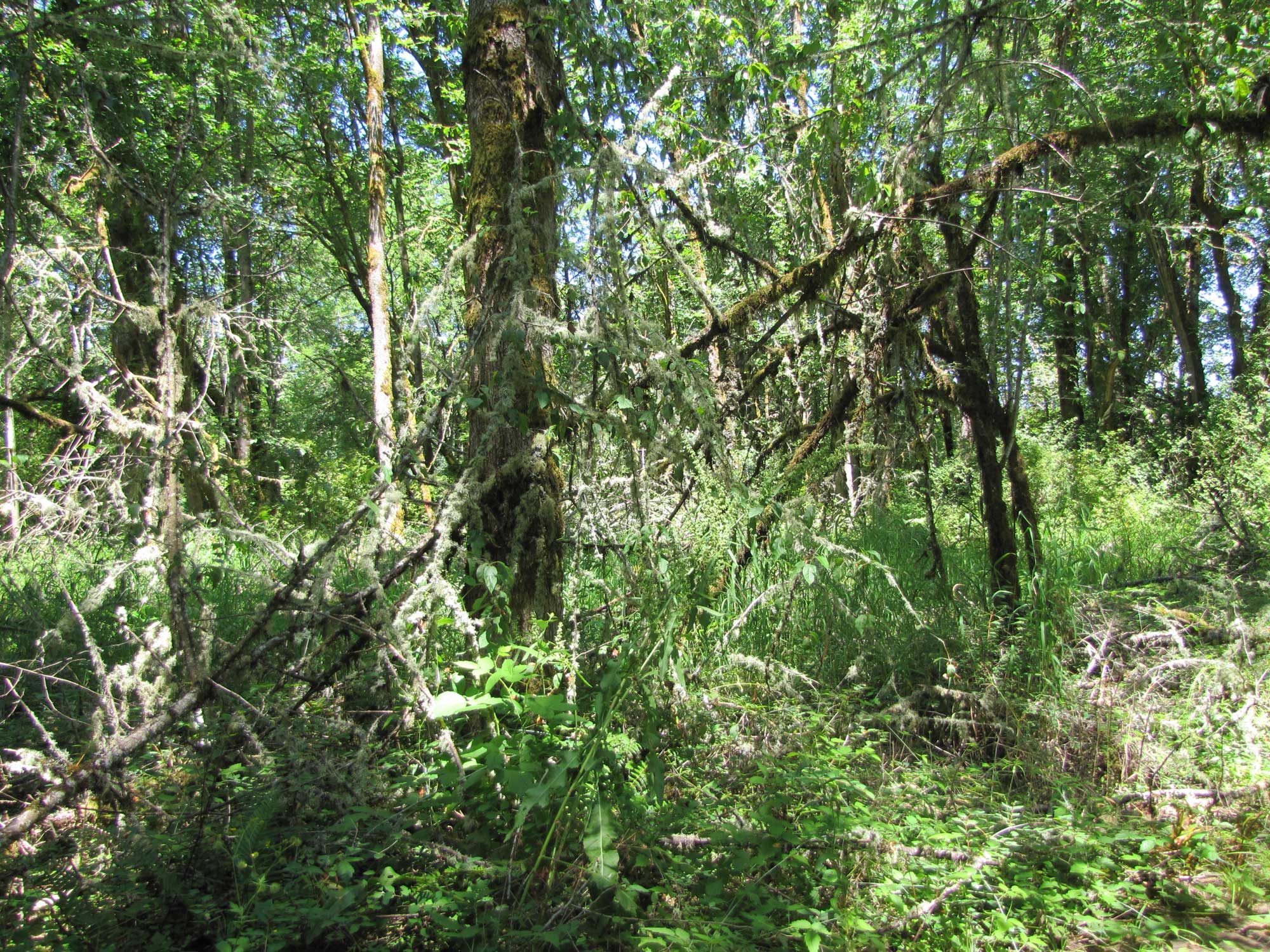 Summer 2017 Photopoint 9B