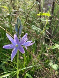 Purple flower of the camas plant against a background of green leaves.