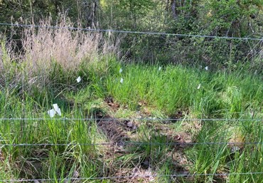White flags showing location of camas bulbs