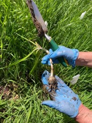 Camas plant in the hand of a student who dug it out of the ground 