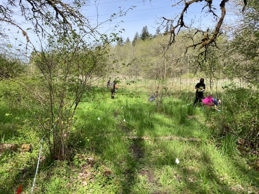 Students marking camas and sampling soil