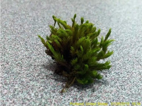 Moss specimen