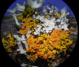 Lichen