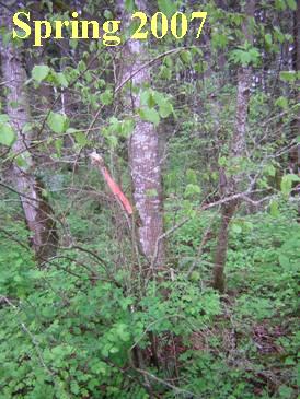 Area 1 - Spring 2007