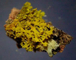 Candelaria concolor (magnified)
