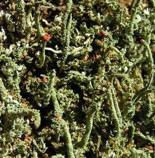 Cladonia bellidiflora