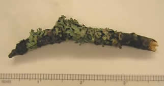 Hypogymnia metaphysodes