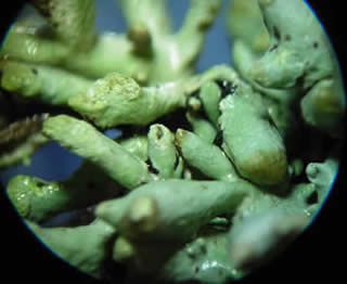 Hypogymnia tubulosa - 150x