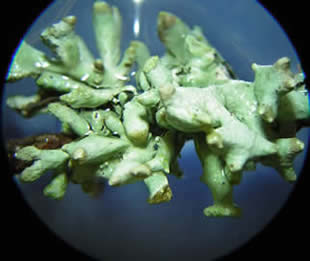 Hypogymnia tubulosa - 70x