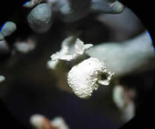 Hypogymnia tubulosa - magnified