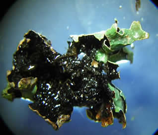 Platismatia glauca - bottom (70x)