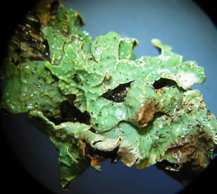 Platismatia glauca - top (70x)