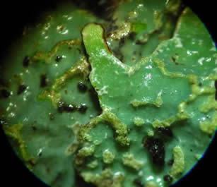 Platismatia glauca (300x)