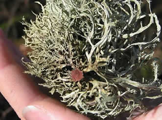 Ramalina farinacea