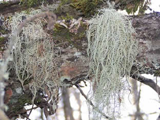 Ramalina thrausta