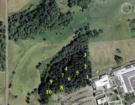 Westside Forest Sampling Sites