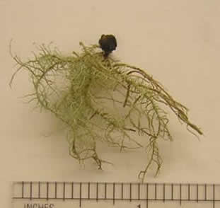 Usnea pacificana