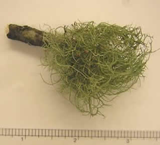 Usnea subserilis