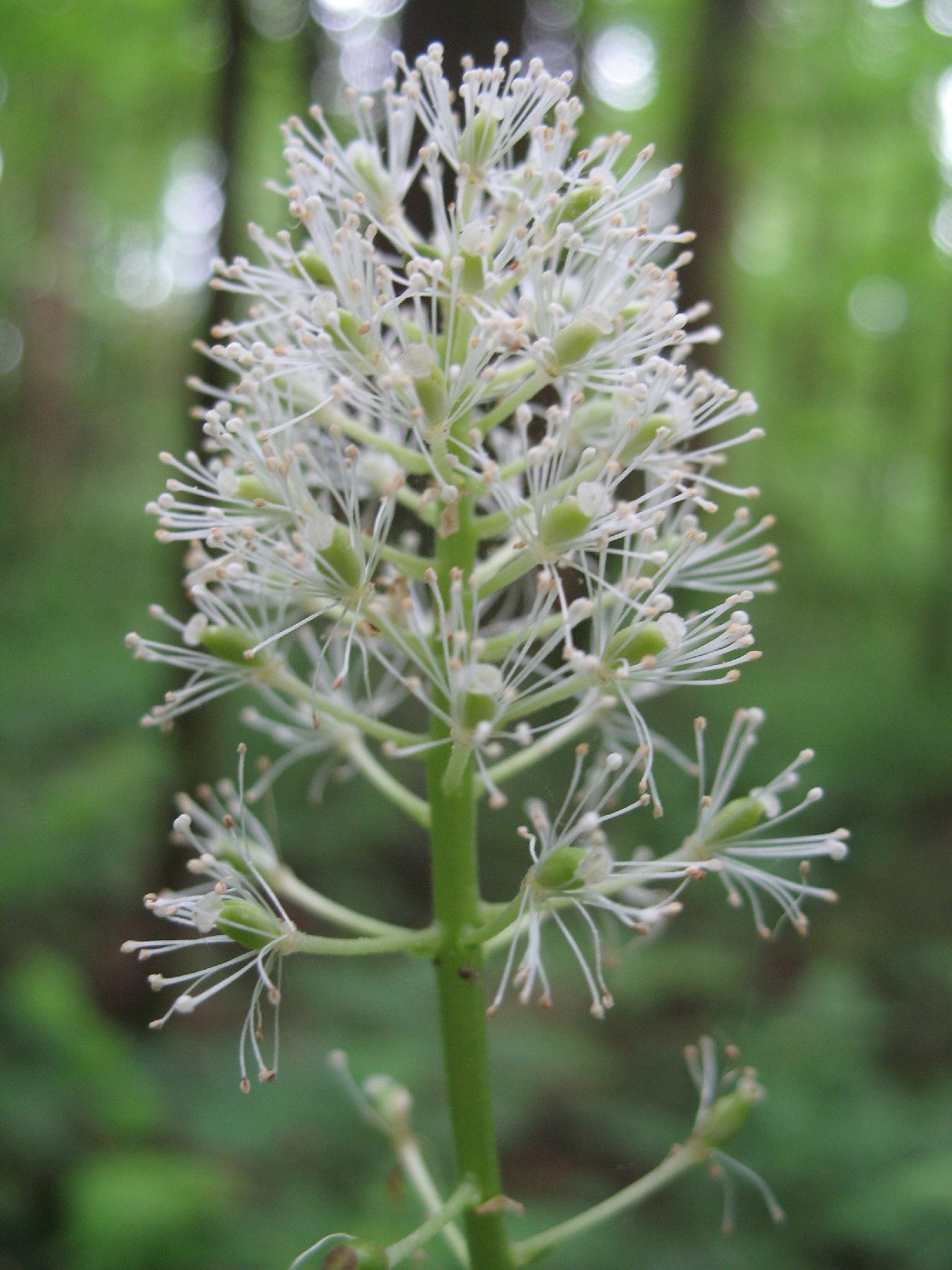 Baneberry