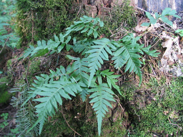 Deer Fern