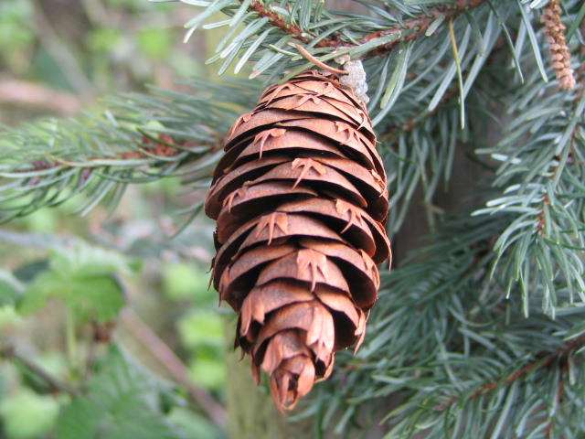 Douglas Fir pinecone