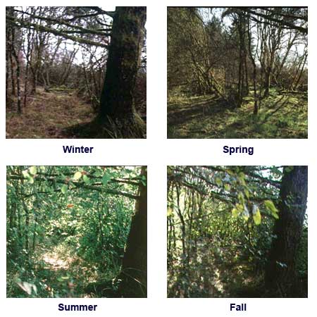 Bottomland seasonal photos