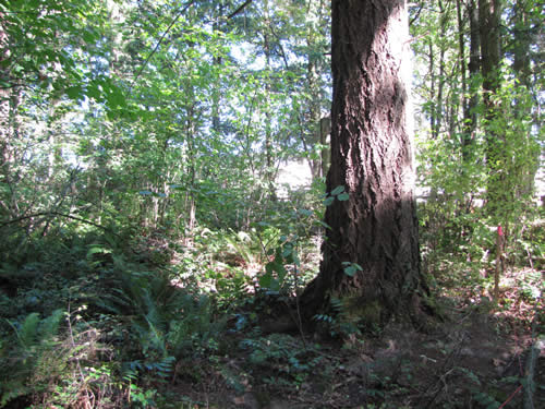 Westside Forest - 1A - Summer