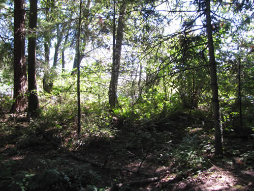 Westside Forest - 1B - Summer 2013